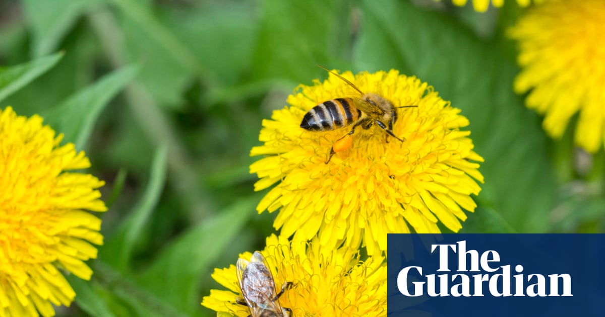 Honeybees create special 'baby food' for larvae to ensure a balanced diet, research indicates.