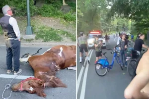Horse collapses and dies in Central Park, shocking visitors.
