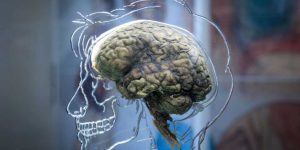 Human brains kept 'alive' for drug testing by a controversial American company