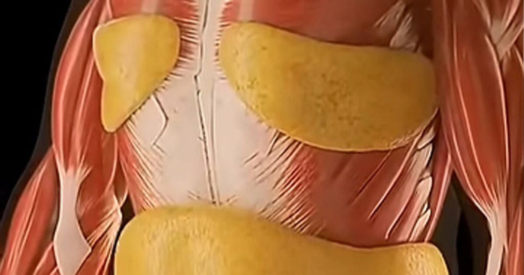 Incredible Simulation Shows the Effects of 36 Hours of Fasting on Your Body