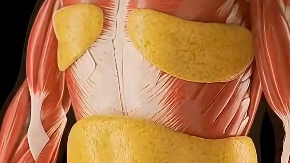 Incredible simulation reveals the significant effects of a 36-hour fast on your body
