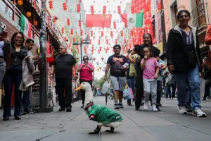 Introducing Merlin, the popular Mexican duck making waves at the World Cup