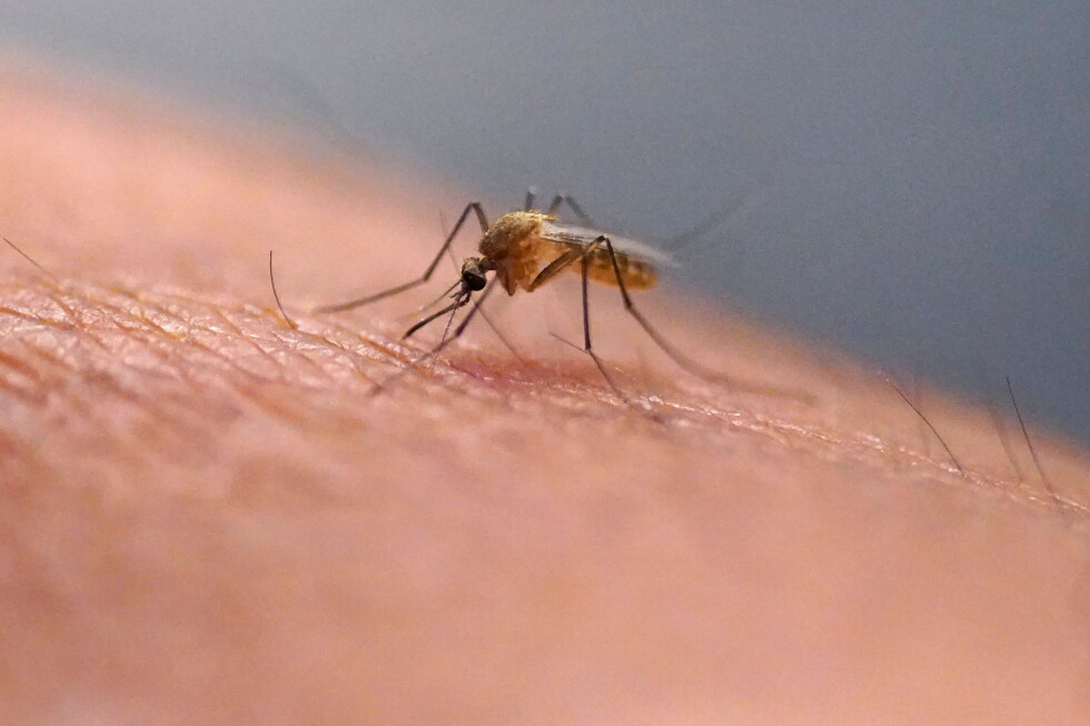 Is it really true that you shouldn't scratch that itch?