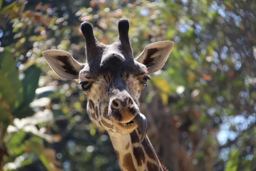LA Zoo on the brink of crisis due to deteriorating facilities and financial pressure