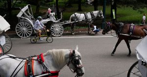 Man Dies After Being Ejected from Out-of-Control Horse-Drawn Carriage in NYC