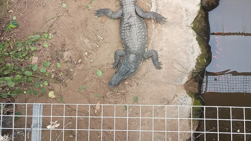 Man accused of pushing boy into crocodile pen released on bail