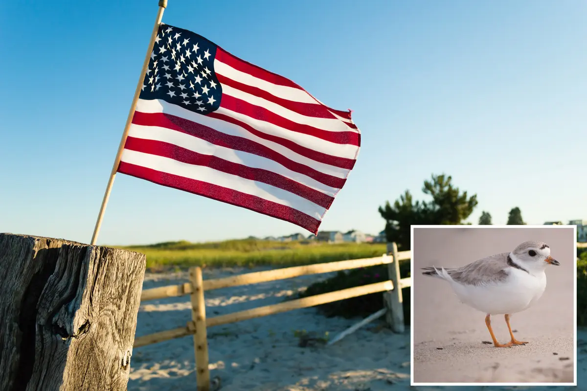 Massachusetts homeowners furious after town alerts that July 4 flags endanger protected birds