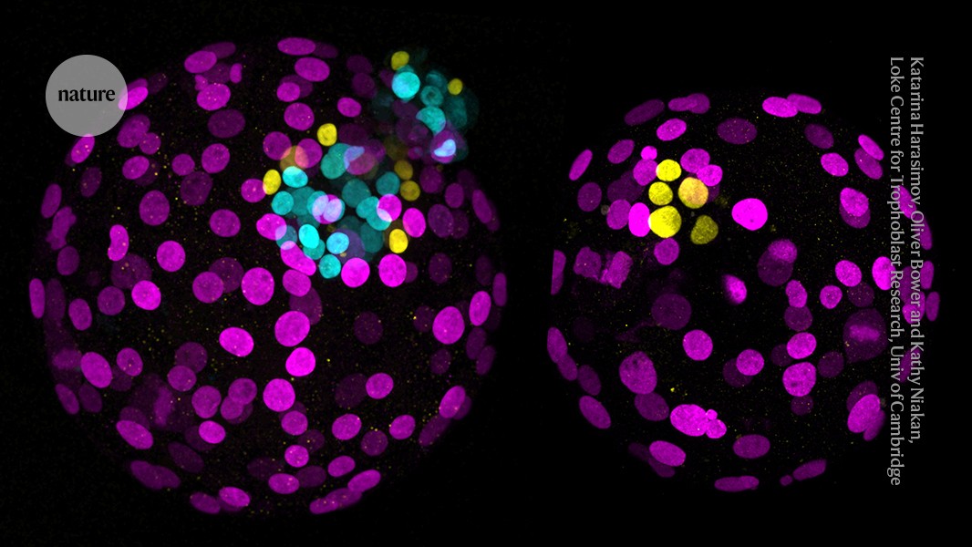 Modified human embryos uncover insights into our development and spark ethical discussions