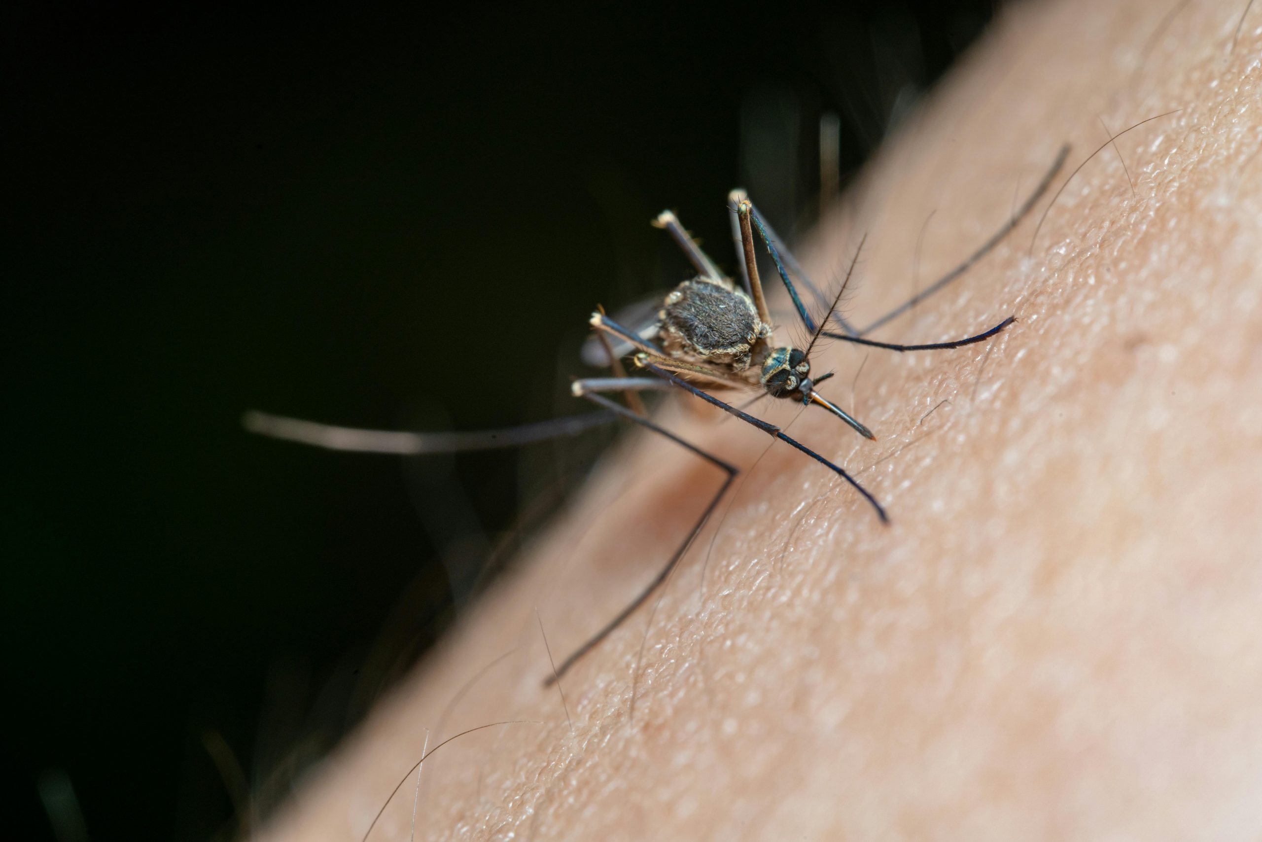 Mosquitoes Carrying West Nile Virus Found in Chicago for the First Time This Year