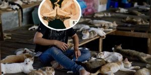 Neglected parasite that decapitates sperm and affects 1 in 3 people is linked to 'cat lady' behavior, study reveals