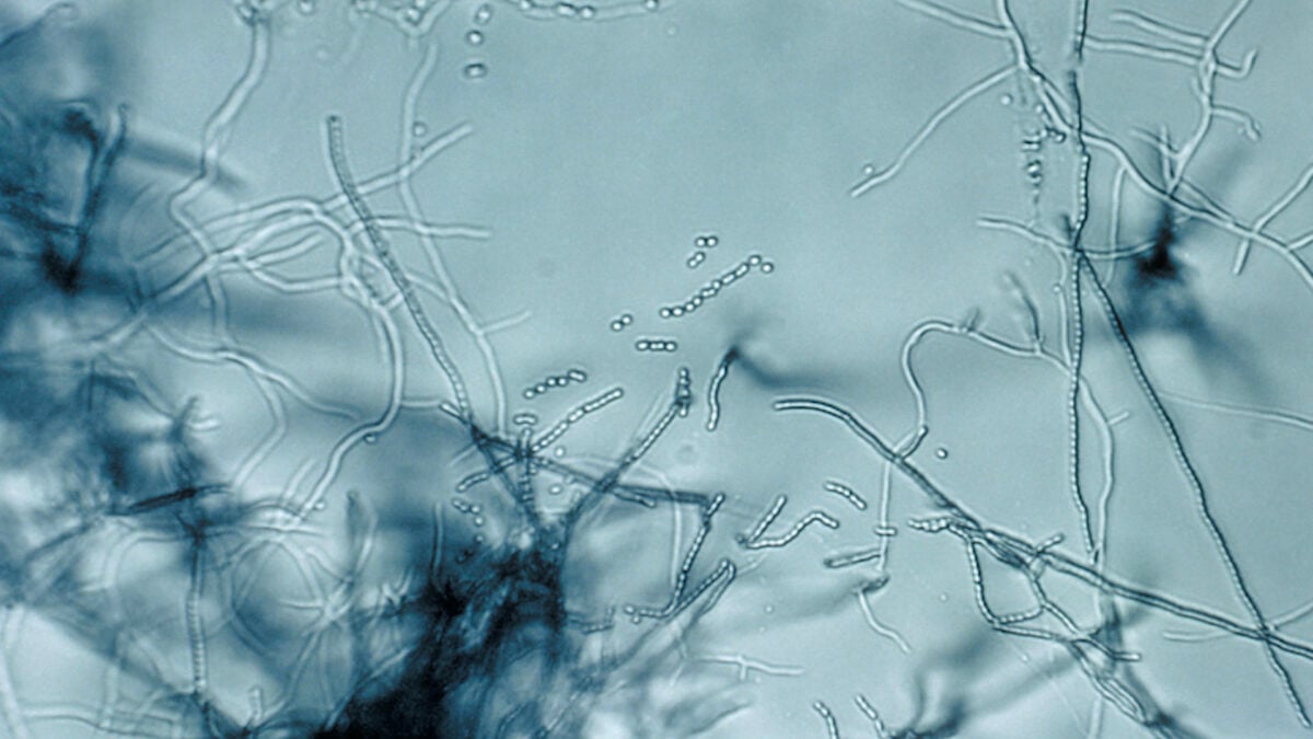 New Antibiotic Discovered in Soil Fights Superbugs in an Unprecedented Manner