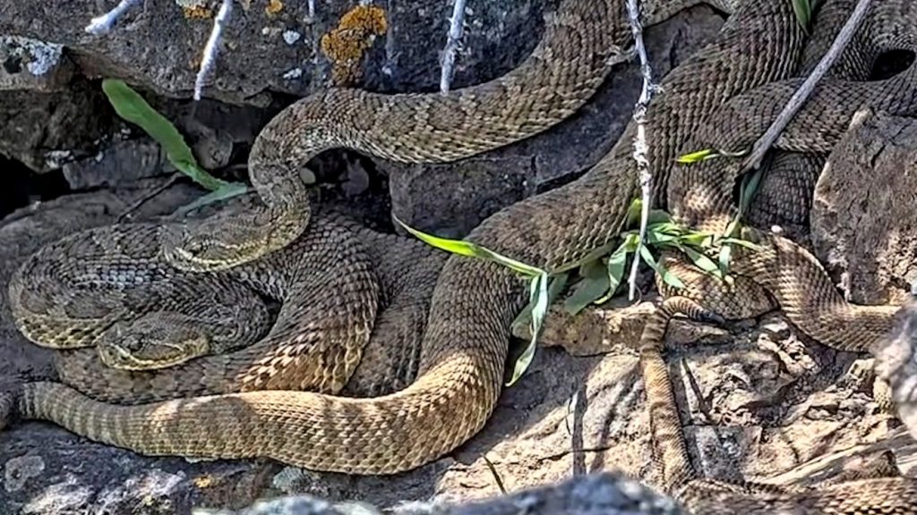 North Carolina reports the highest rate of venomous snakebites in the U.S.