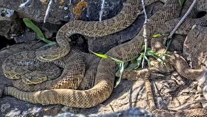 North Carolina reports the highest rate of venomous snakebites in the U.S.