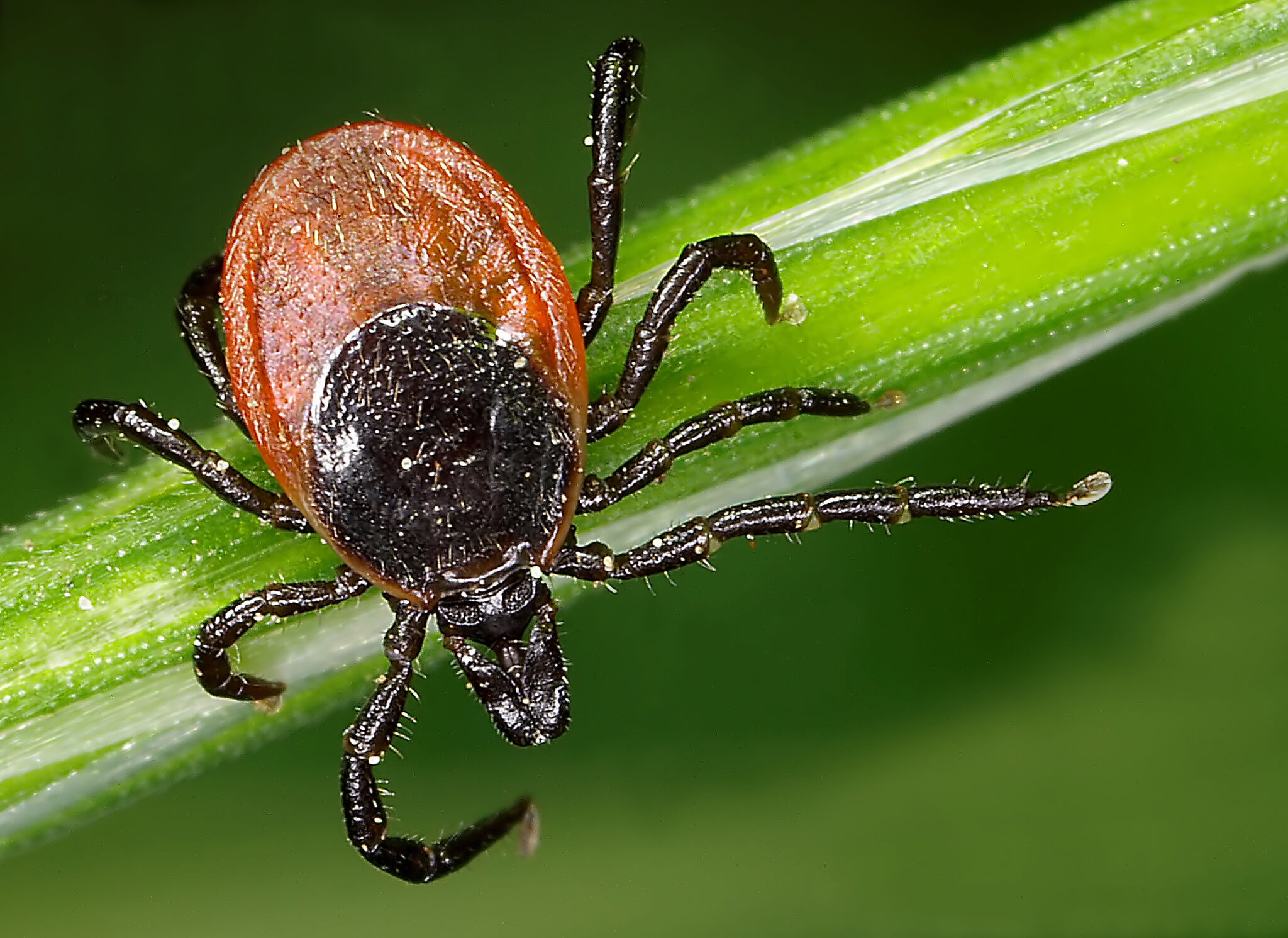 Northern California resident contracts uncommon tick-related disease