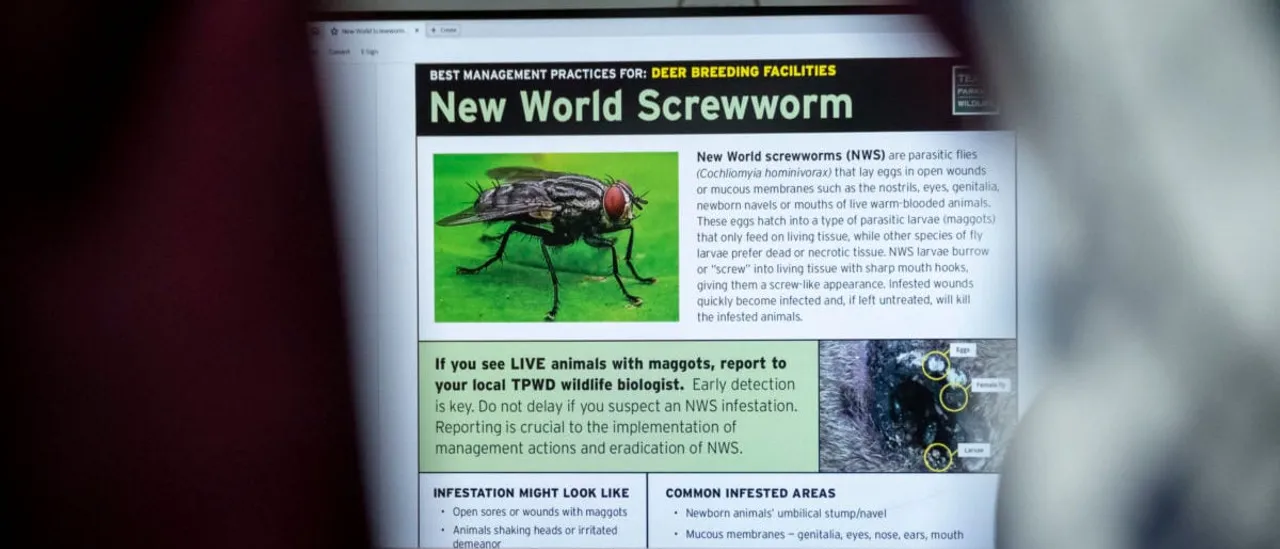 Parasite That Eats Flesh Spreads Across Texas as Authorities Work to Combat Outbreak