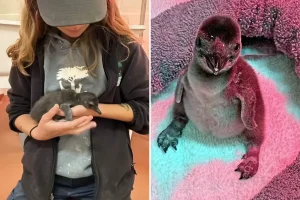 Penguin chicks hatch at California zoo after years, with keepers sharing special raising approach