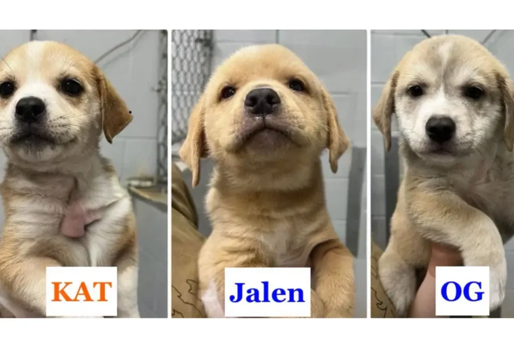 Puppies saved and named after the starting five of the Knicks
