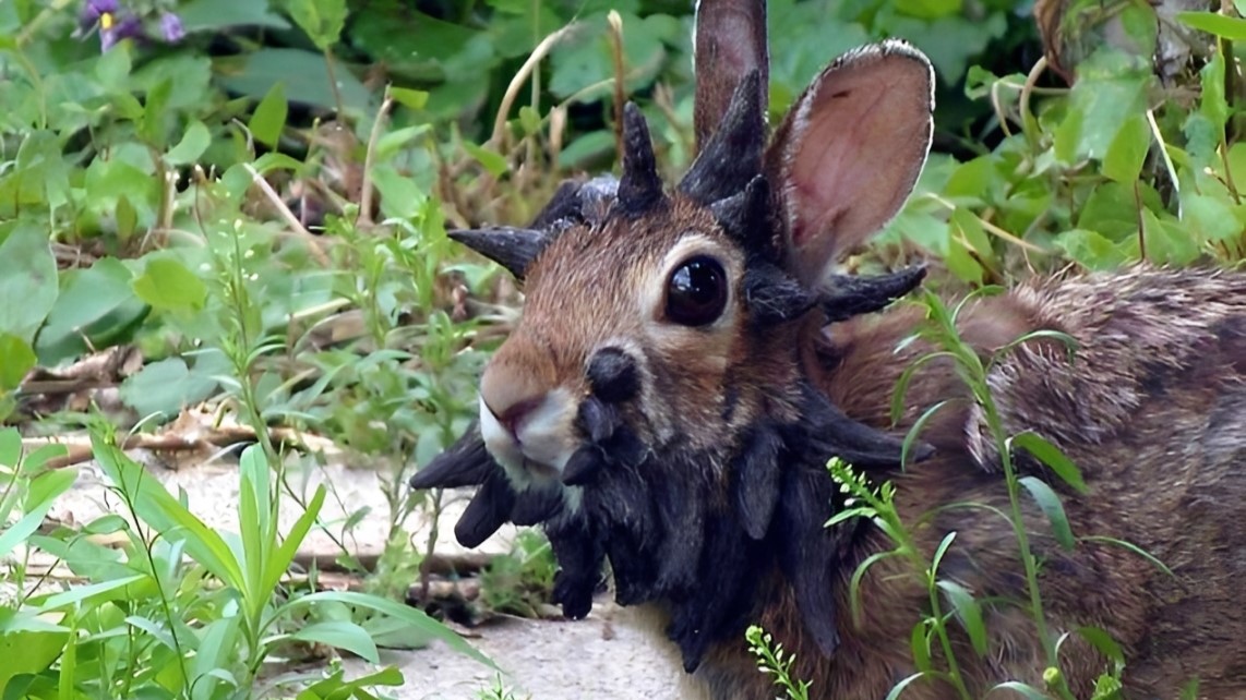 Rabbits with Tentacle-Like Growths Are Emerging Throughout the US