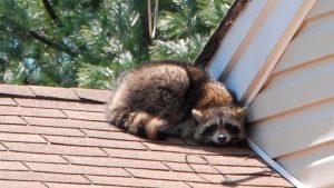 Raccoon infected with rabies scratches resident of Manorville