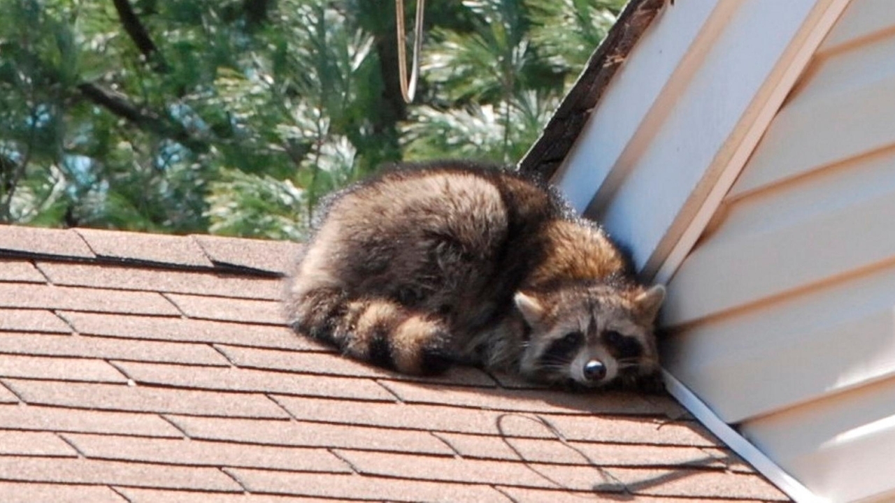 Raccoon infected with rabies scratches resident of Manorville