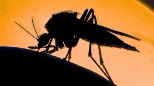 Researchers Explain Why Some People Attract More Mosquitoes