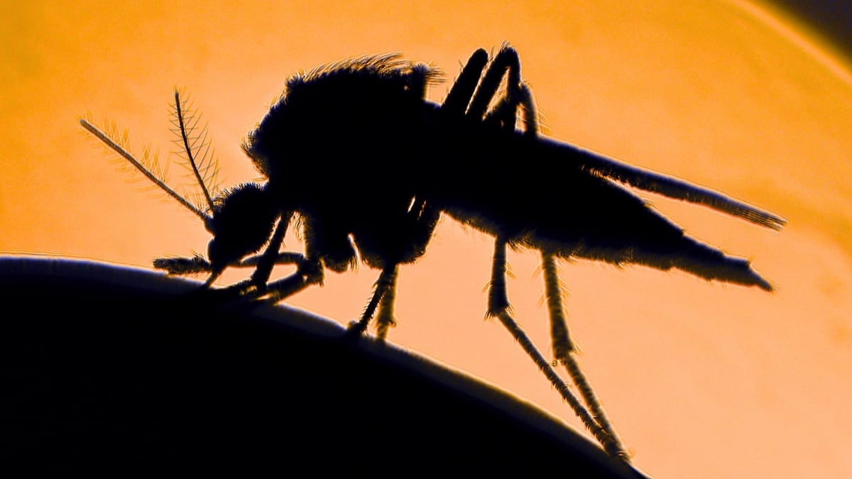 Researchers Explain Why Some People Attract More Mosquitoes