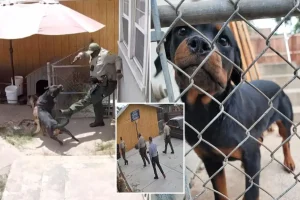 San Bernardino police sued for killing dog during backyard search