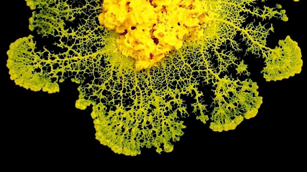 Scientists Find Out How Slime Mold 'Decides' Without a Brain
