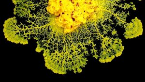 Scientists Find Out How Slime Mold 'Decides' Without a Brain