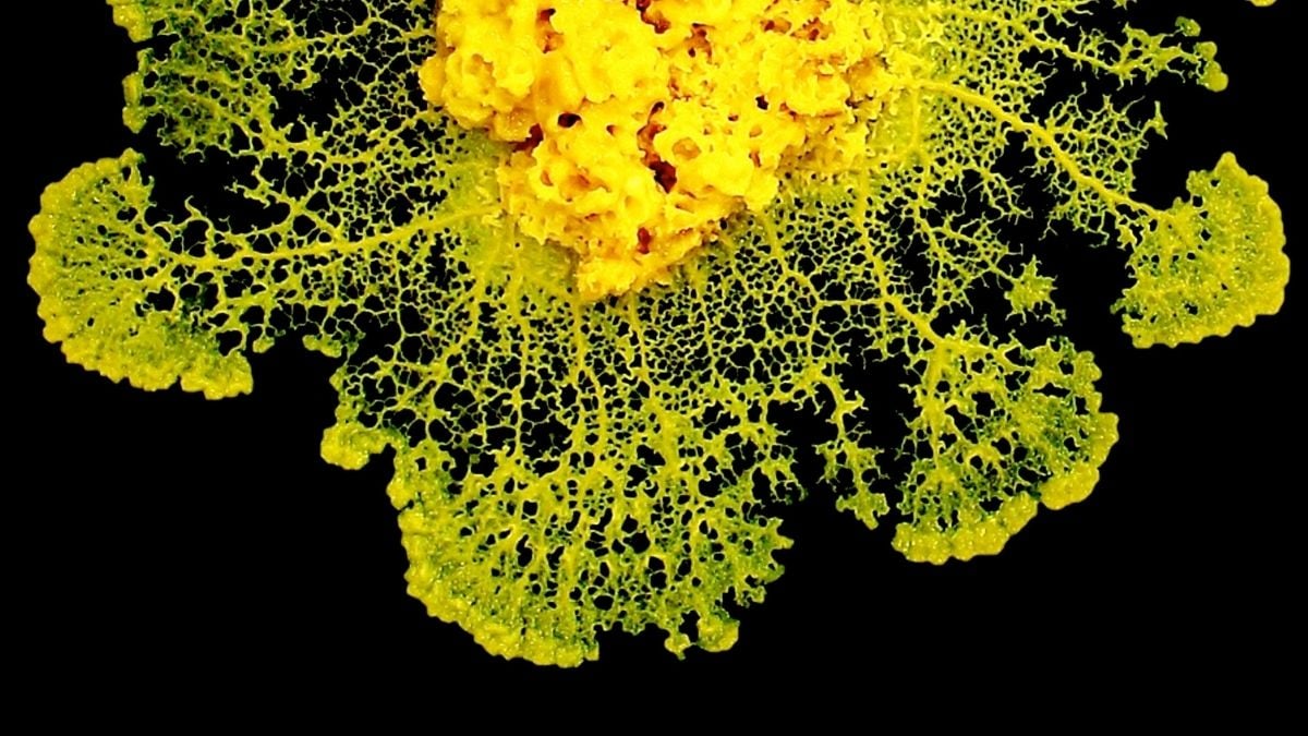 Scientists Find Out How Slime Mold 'Decides' Without a Brain