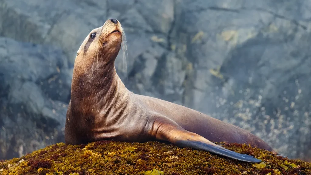 Sea lion boldly steals tuna while fisherman struggles to keep his first significant catch.