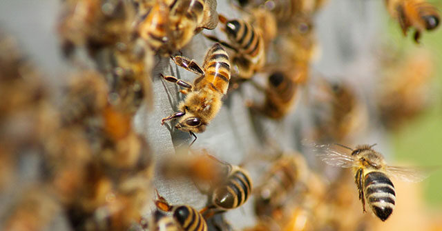 See: 18-Wheeler Accident Releases 2 Million Bees, Leading to Lockdown