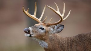 Seven counties in North Carolina will have a deer season in August.
