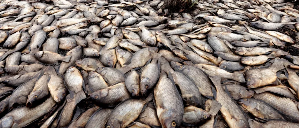 Sewage Leak Claims 44,000 Fish in Chattahoochee River, Investigation Reveals