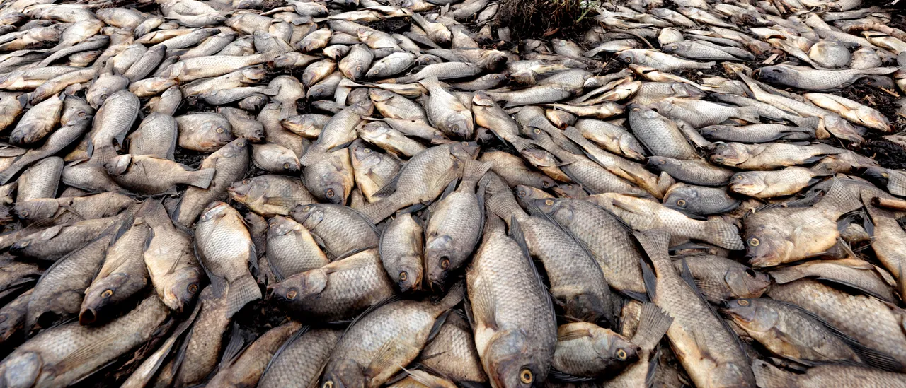 Sewage Leak Claims 44,000 Fish in Chattahoochee River, Investigation Reveals