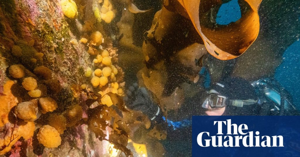 Small Antarctic marine animal may hold the secret to melanoma treatment, say researchers.