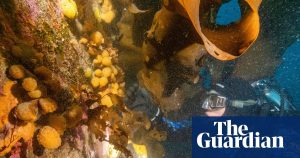 Small Antarctic marine animal may hold the secret to melanoma treatment, say researchers.
