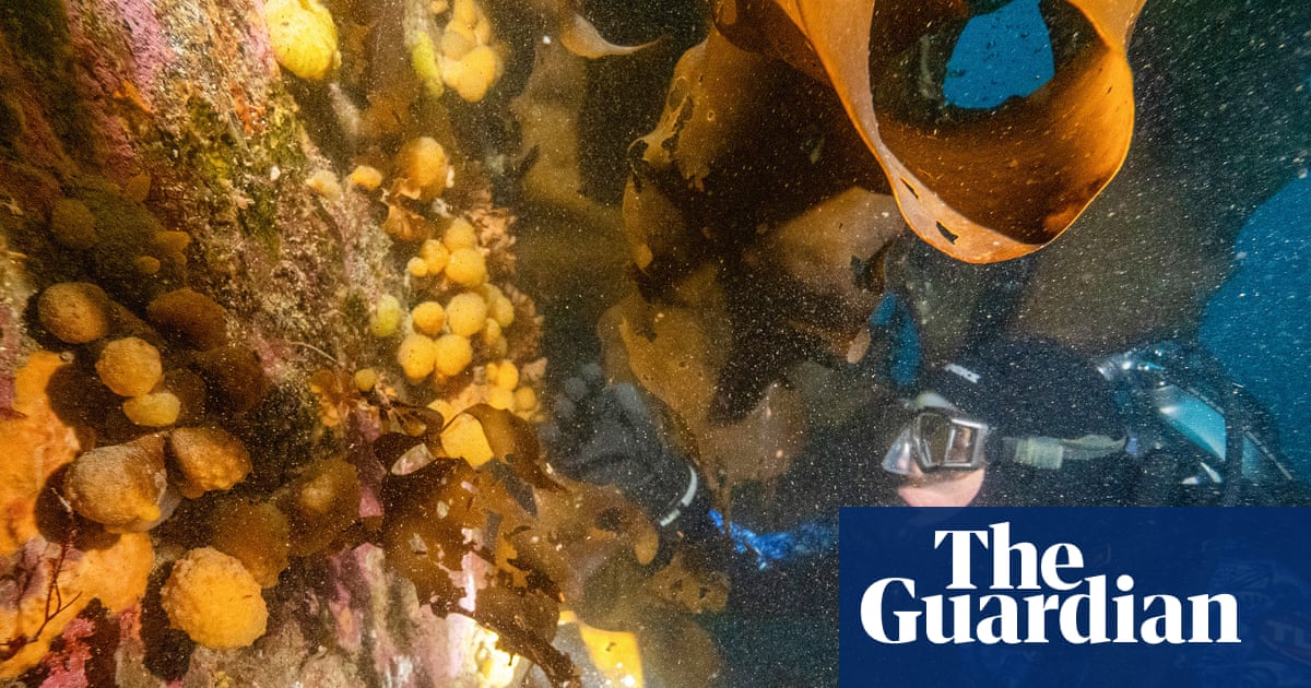 Small Antarctic marine animal may hold the secret to melanoma treatment, say researchers.