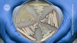Soil bacteria create a mix of antibiotics that can eliminate superbugs.