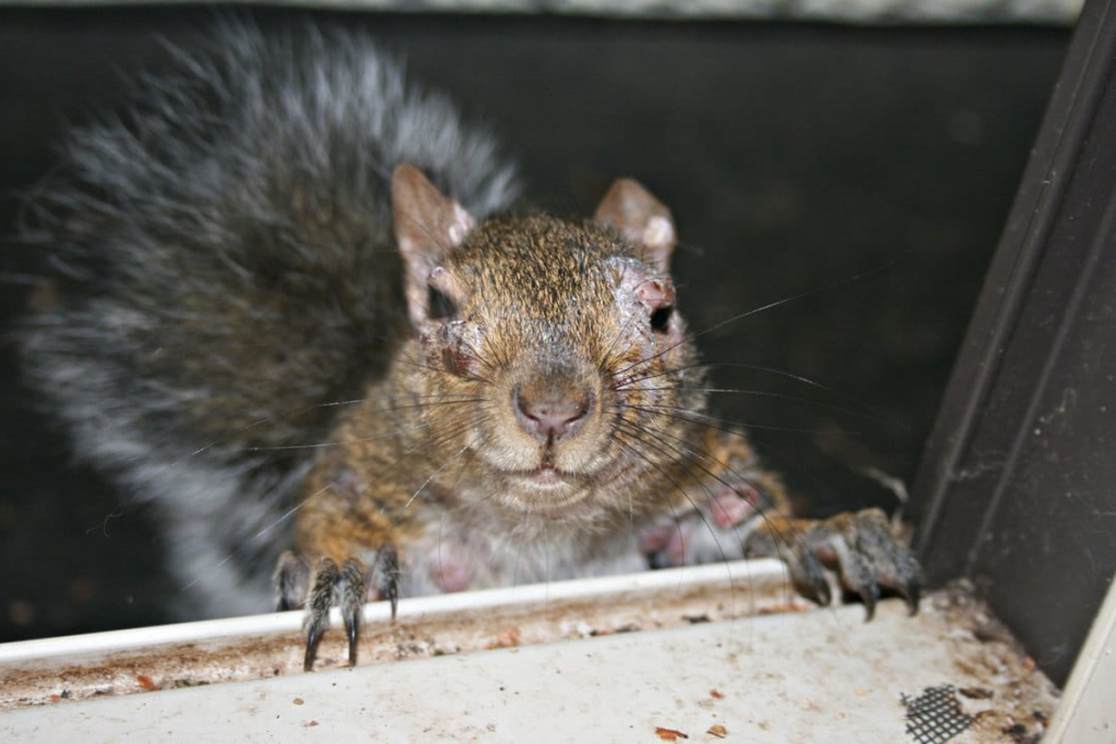 Squirrels with oozing warts are discovered in backyards across multiple states.