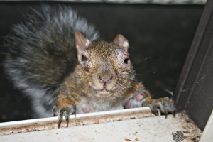Squirrels with oozing warts are discovered in backyards across multiple states.