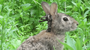 'Tentacled rabbits' resurface as caution is raised