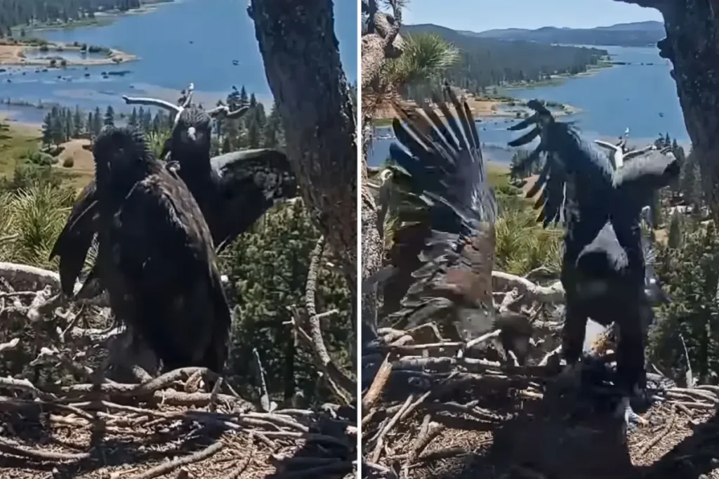 Terrifying incident as Big Bear Lake eaglet falls from its nest