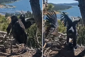 Terrifying incident as Big Bear Lake eaglet falls from its nest