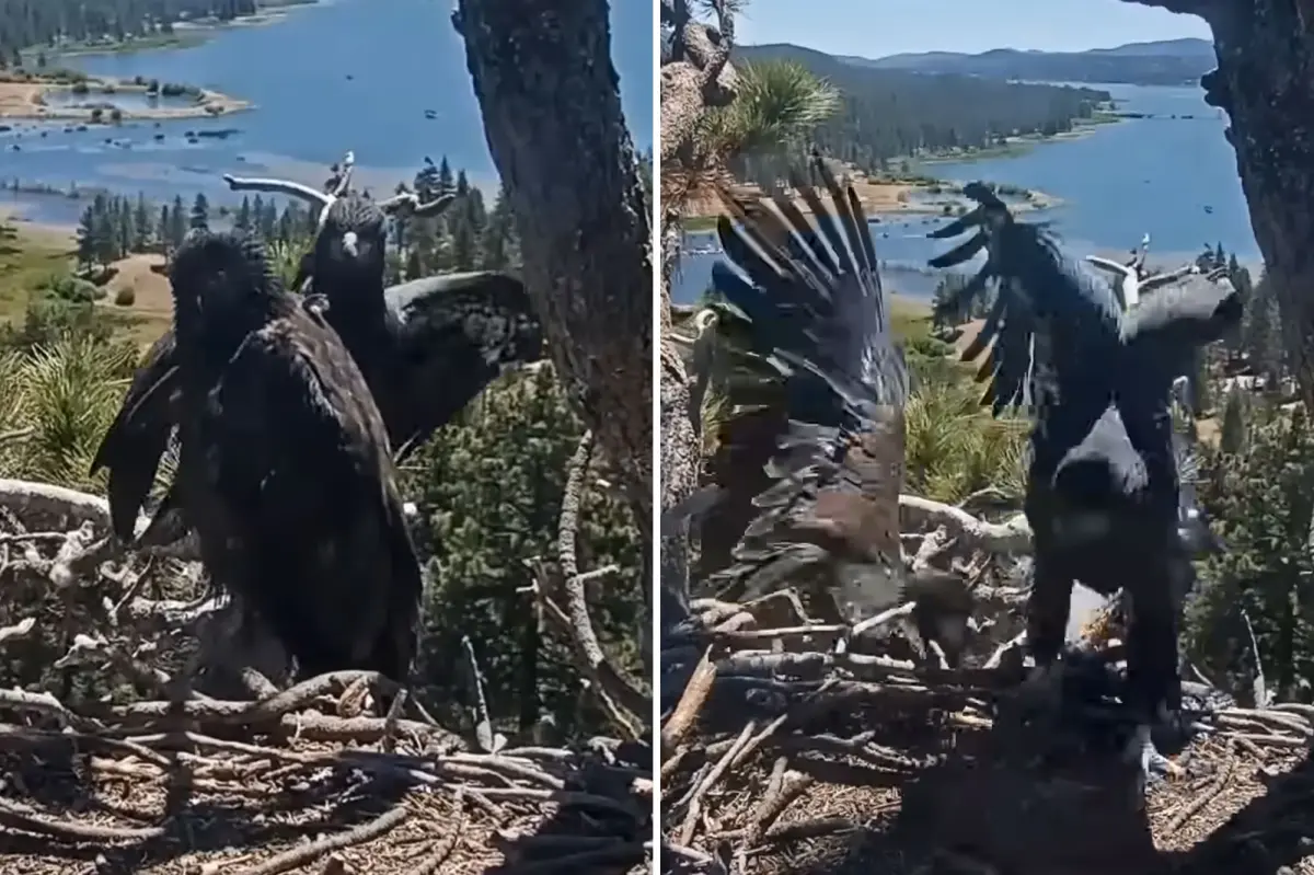 Terrifying incident as Big Bear Lake eaglet falls from its nest