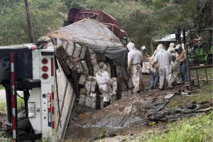 Texas: Truck loaded with millions of bees flips over, leading to a large number of bees in the area