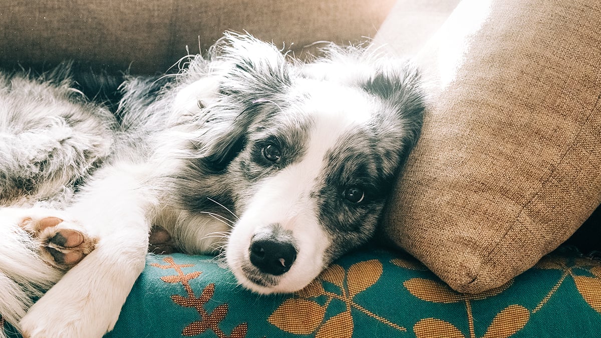 The Quiet Physical Sign That May Suggest Your Dog Has Dementia