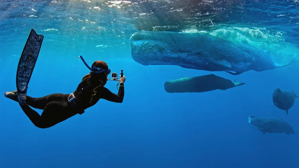 The 'Whalefall' trailer has arrived to make being swallowed by a sperm whale while SCUBA diving one of your new fears.