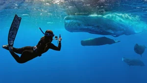 The 'Whalefall' trailer has arrived to make being swallowed by a sperm whale while SCUBA diving one of your new fears.