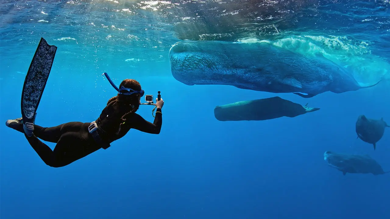 The 'Whalefall' trailer has arrived to make being swallowed by a sperm whale while SCUBA diving one of your new fears.